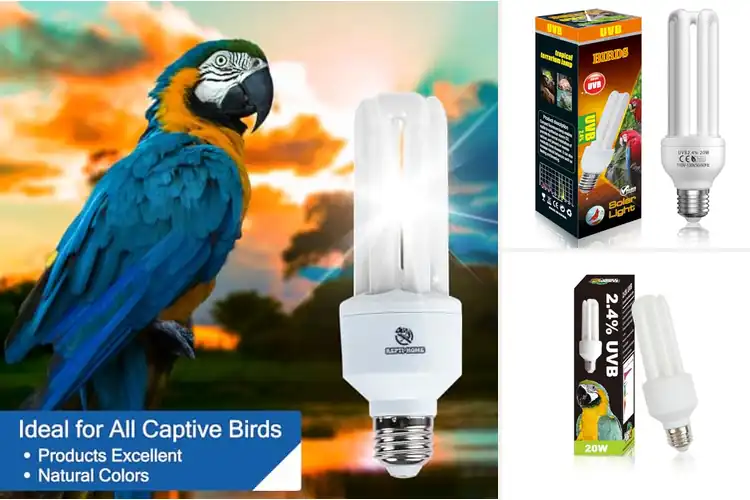 Detailed view of Best Bird Light Bulbs