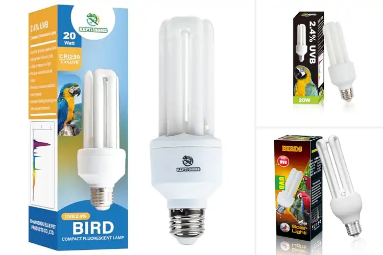 Detailed view of Best Compact Bird Light Bulbs
