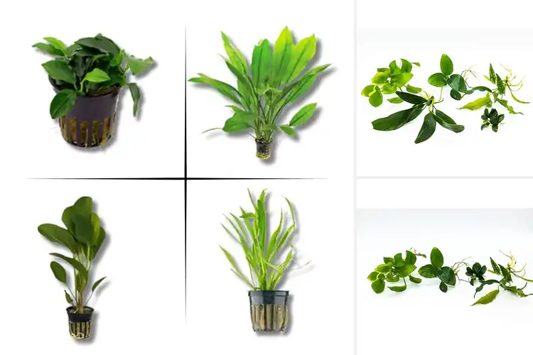 Detailed view of Best Easy Care Live Aquatic Plants