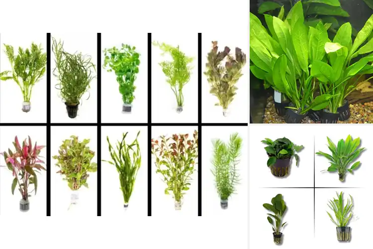 Detailed view of Best Healthy Live Aquarium Plants