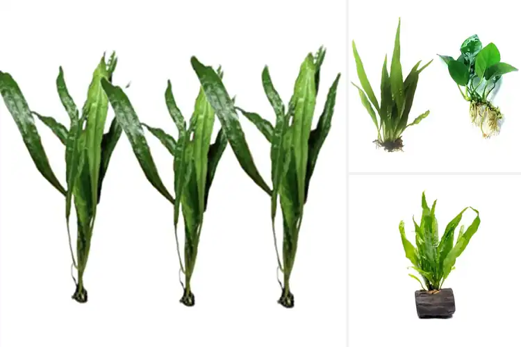 Detailed view of Best Java Fern 7 To 12 Inches Plants
