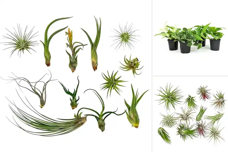 Detailed view of Best Live Arrival Guarantee Plants