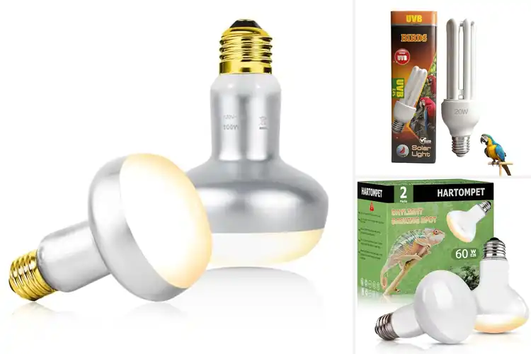 Detailed view of Best Natural Behaviors Stimulating Light