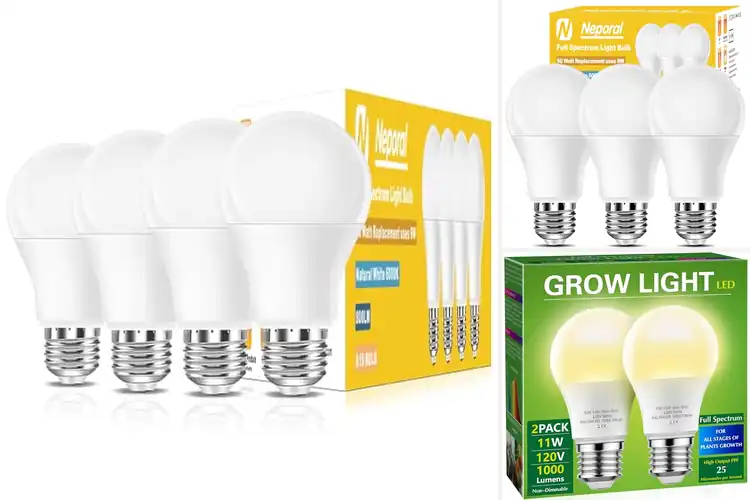 Detailed view of Best Natural Sunlight Bulbs