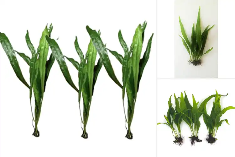 Detailed view of Best Three Java Fern Plants: Lush Greenery for Your Aquarium