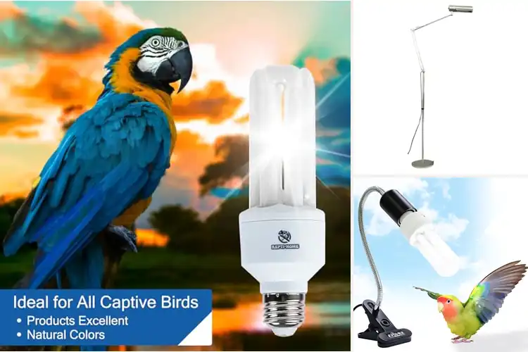 Detailed view of Best UVB Light For Birds