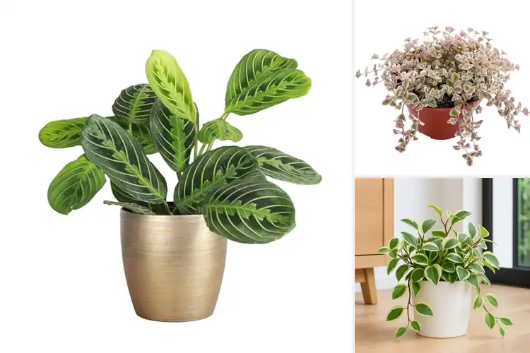 Detailed view of Best Winter Safe Live Plants